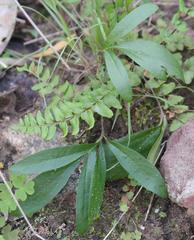 Pelargonium longifolium