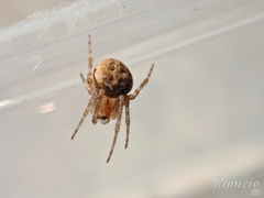 Neoscona nautica