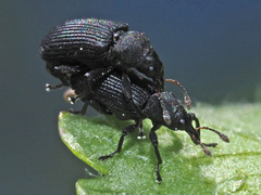 Magdalis ruficornis