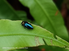 Endelus cupido