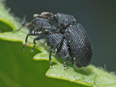 Magdalis ruficornis