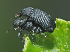 Magdalis ruficornis