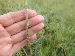 Leymus chinensis