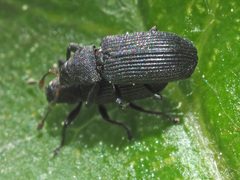 Magdalis ruficornis