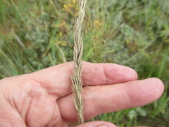 Leymus chinensis