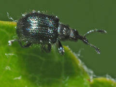 Neocoenorrhinus pauxillus