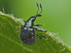 Neocoenorrhinus pauxillus