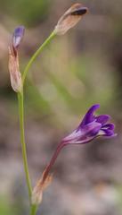 Sparaxis metelerkampiae