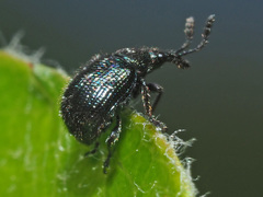 Neocoenorrhinus pauxillus