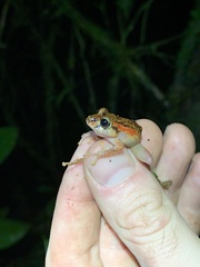 Pristimantis incomptus
