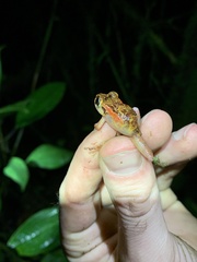 Pristimantis incomptus