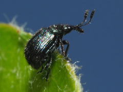 Neocoenorrhinus pauxillus