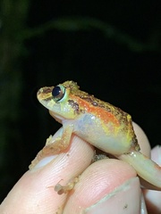 Pristimantis incomptus