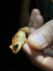 Pristimantis incomptus