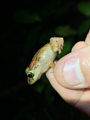Pristimantis incomptus