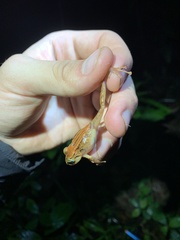 Pristimantis incomptus