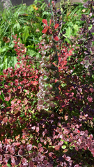 Berberis thunbergii