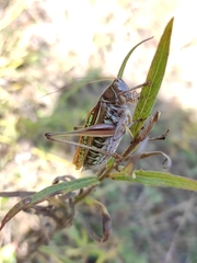 Gampsocleis sedakovii