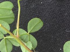 Indigofera erecta