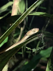 Imantodes lentiferus