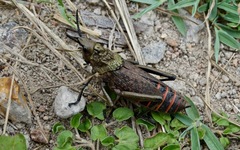 Dictyophorus griseus