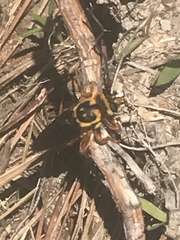 Laphria saffrana