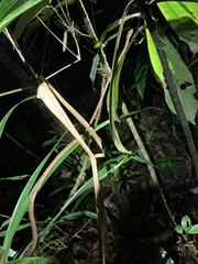 Imantodes lentiferus