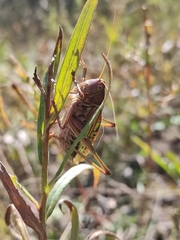 Gampsocleis sedakovii