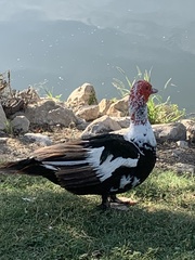 Cairina moschata domestica