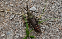 Dictyophorus griseus