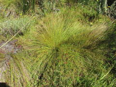 Schoenus gracillimus