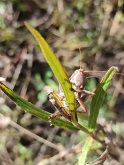 Gampsocleis sedakovii