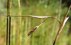 Schoenus gracillimus