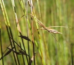 Schoenus gracillimus