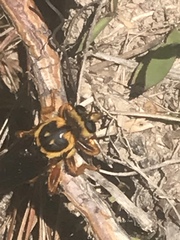 Laphria saffrana