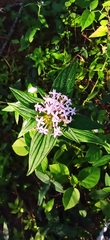 Crusea hispida