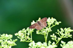 Seseria formosana