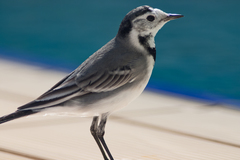 Motacilla alba