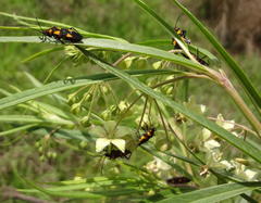 Oncopeltus famelicus