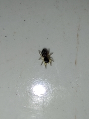 Heliophanus flavipes