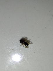 Heliophanus flavipes