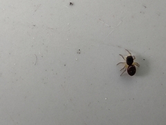 Heliophanus flavipes