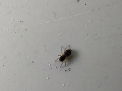 Heliophanus flavipes