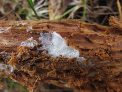 Trechispora mollusca