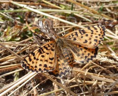 Melitaea