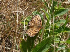 Melitaea