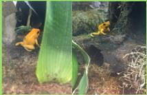 Phyllobates terribilis