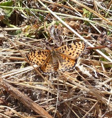 Melitaea
