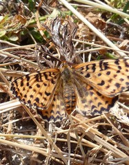 Melitaea
