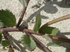 Arctotis angustifolia